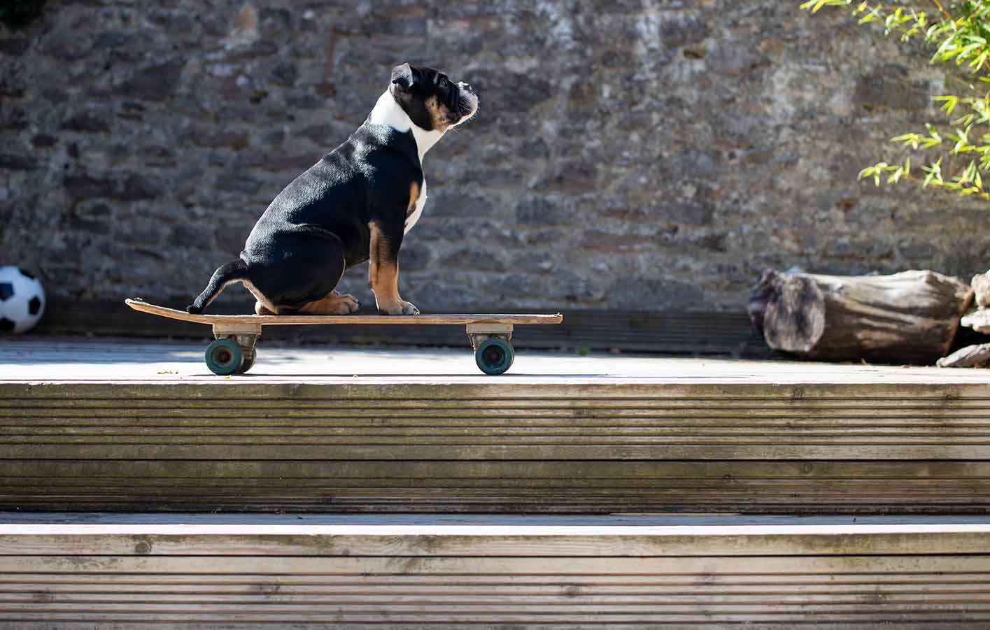 Hier fühlen sich auch die Haustiere wohl Verwiterrte Holzterrasse mit einem Hund der auf einem Skateboard sitzt
