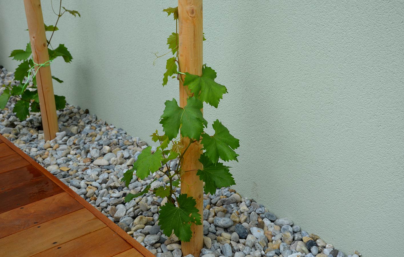 Gartenholz als Rankhilfe Rankhilfe